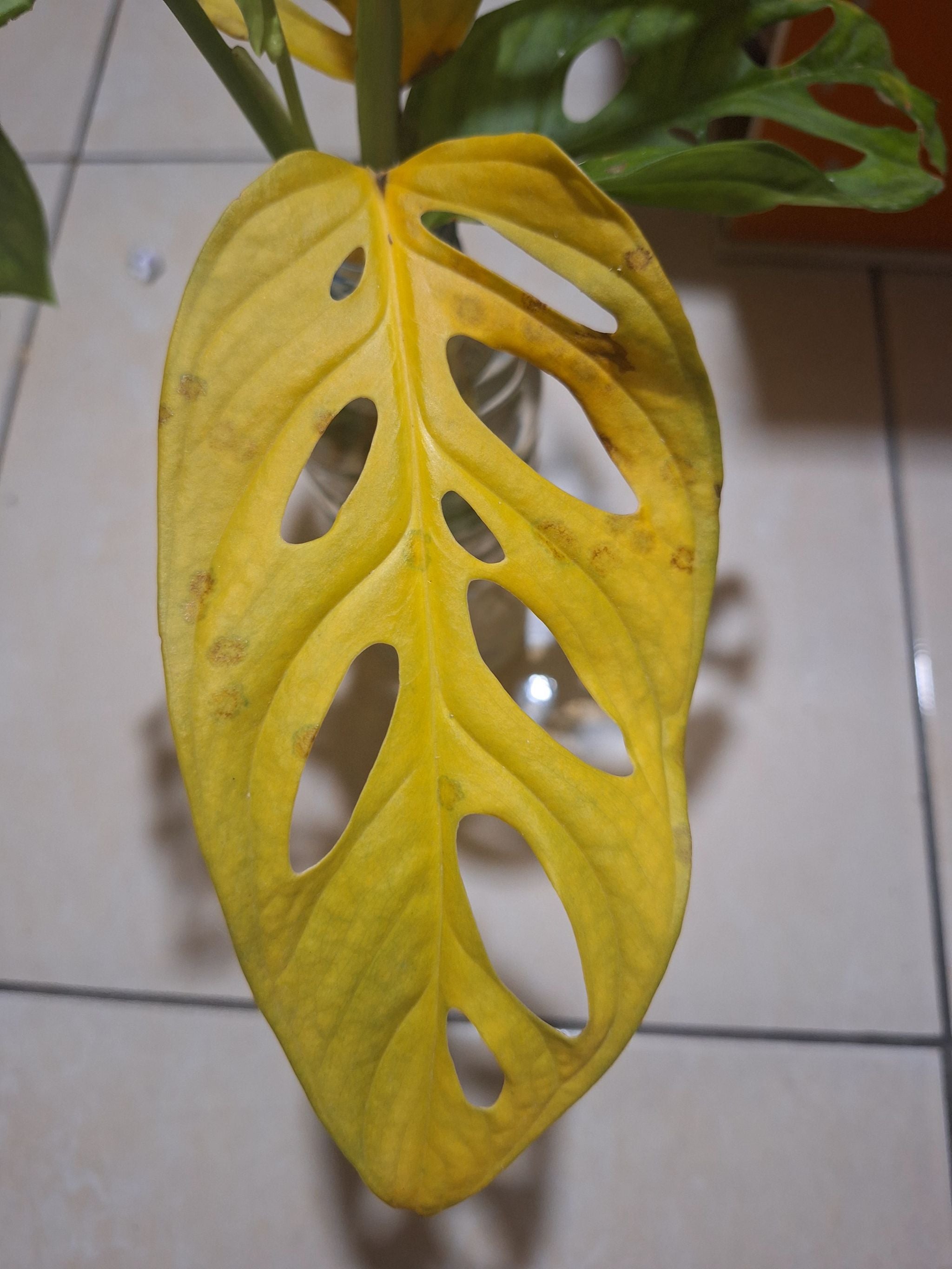 Dying fuck A plant by TopdrawerLilac on Greg