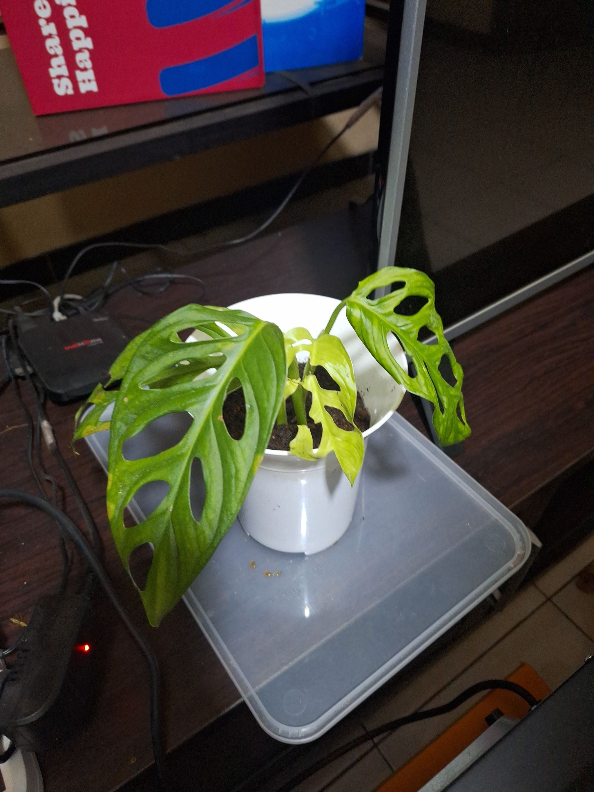 Dying fuck A plant by TopdrawerLilac on Greg