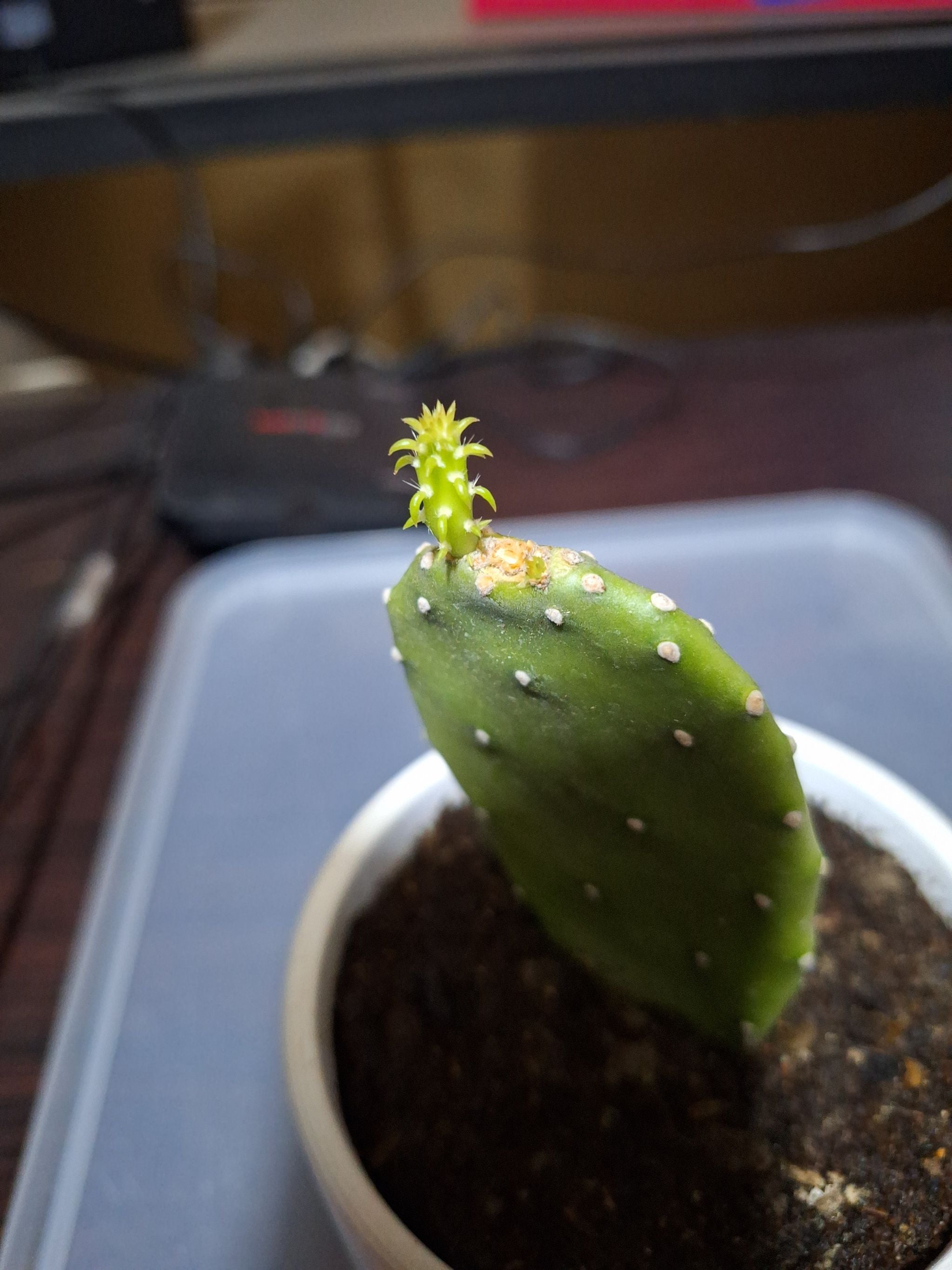 What to Do About Black Spots on Your White Bunny Ears Cactus 🌵