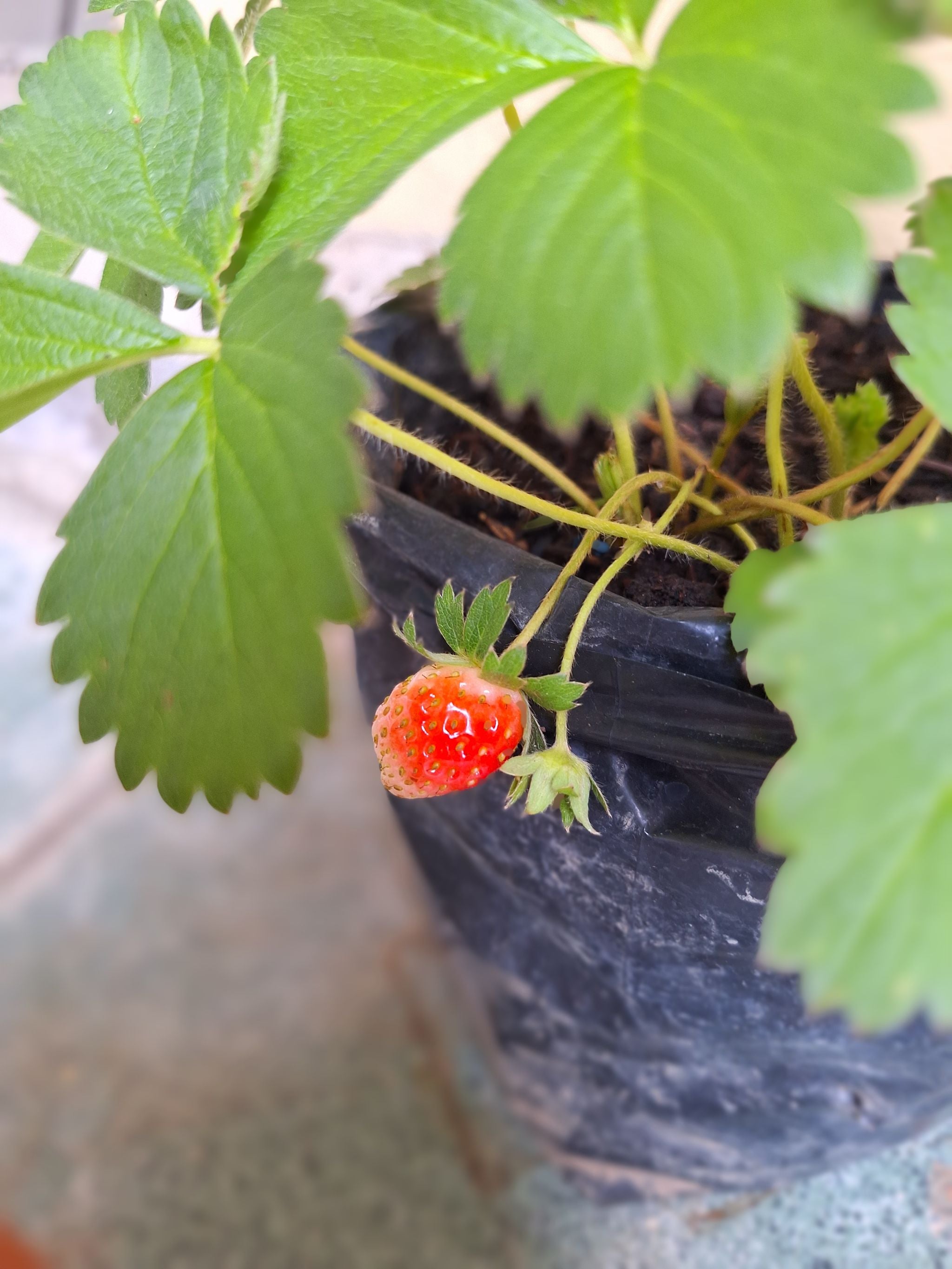 Top 6 Pot Options to Make Your Strawberry Jewel Thrive 🍓