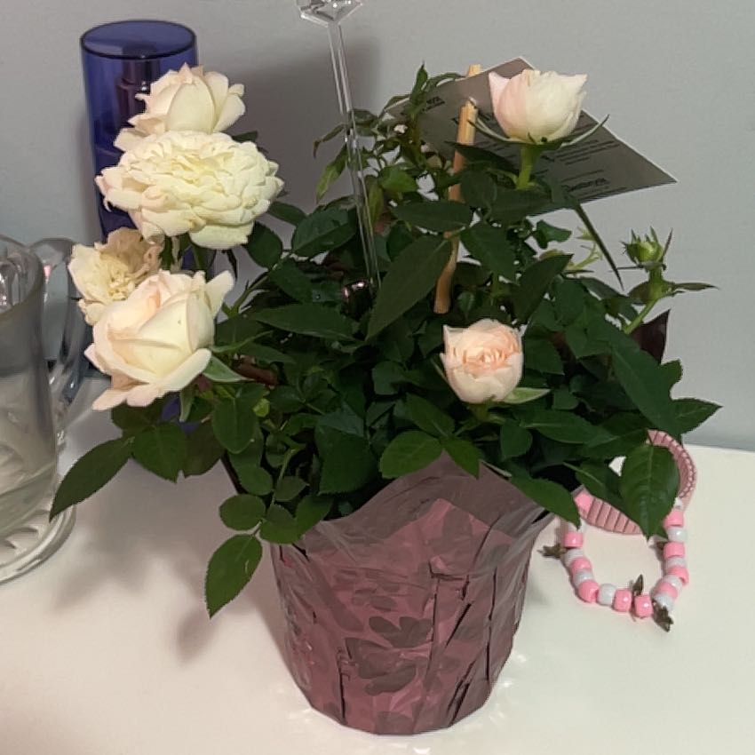 Photo of the plant species Earth Angel Parfum Rose by @UberEmmenanthe named Apollo on Greg, the plant care app