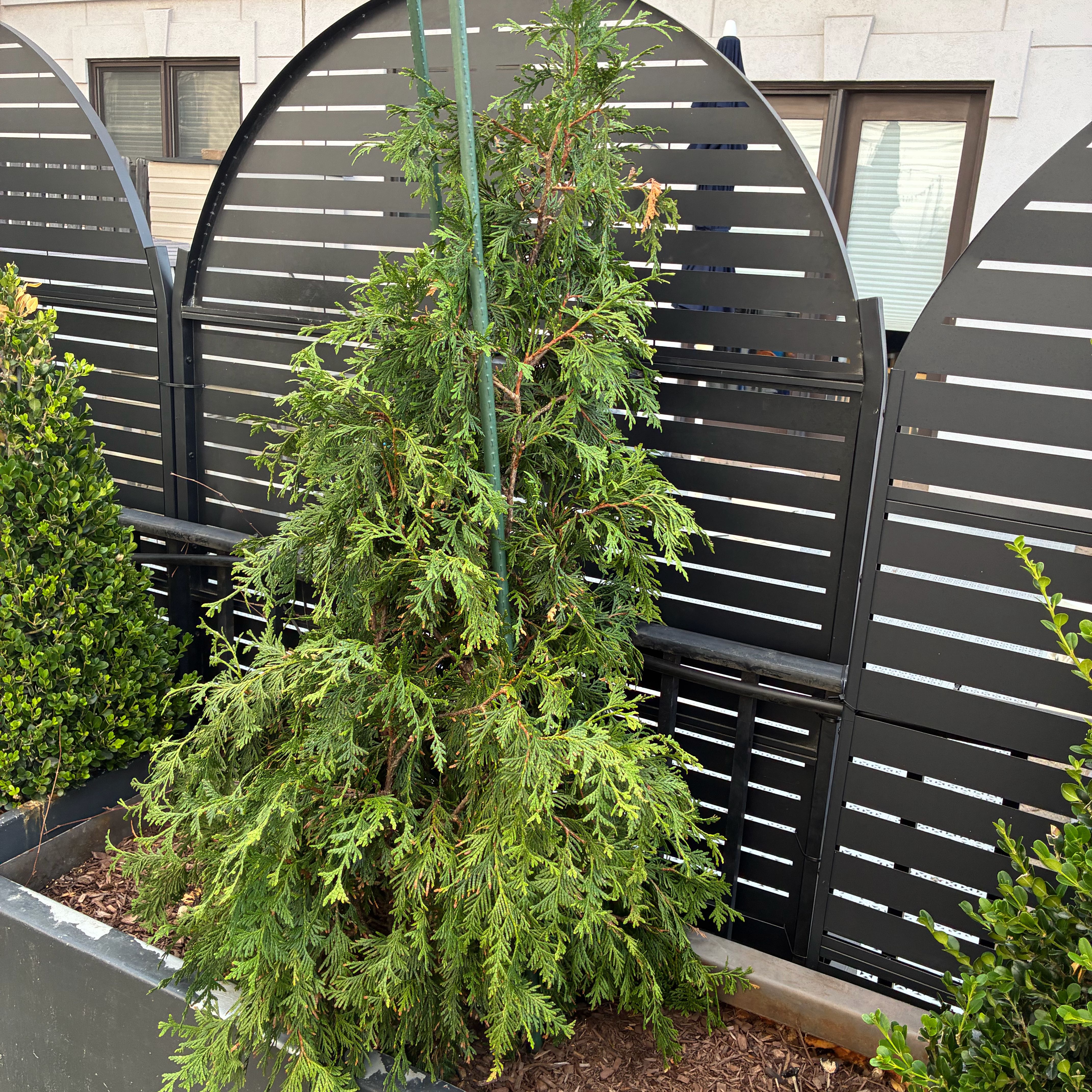 Photo of the plant species Arborvitae by @BossPaddleplant named Doja Cat on Greg, the plant care app