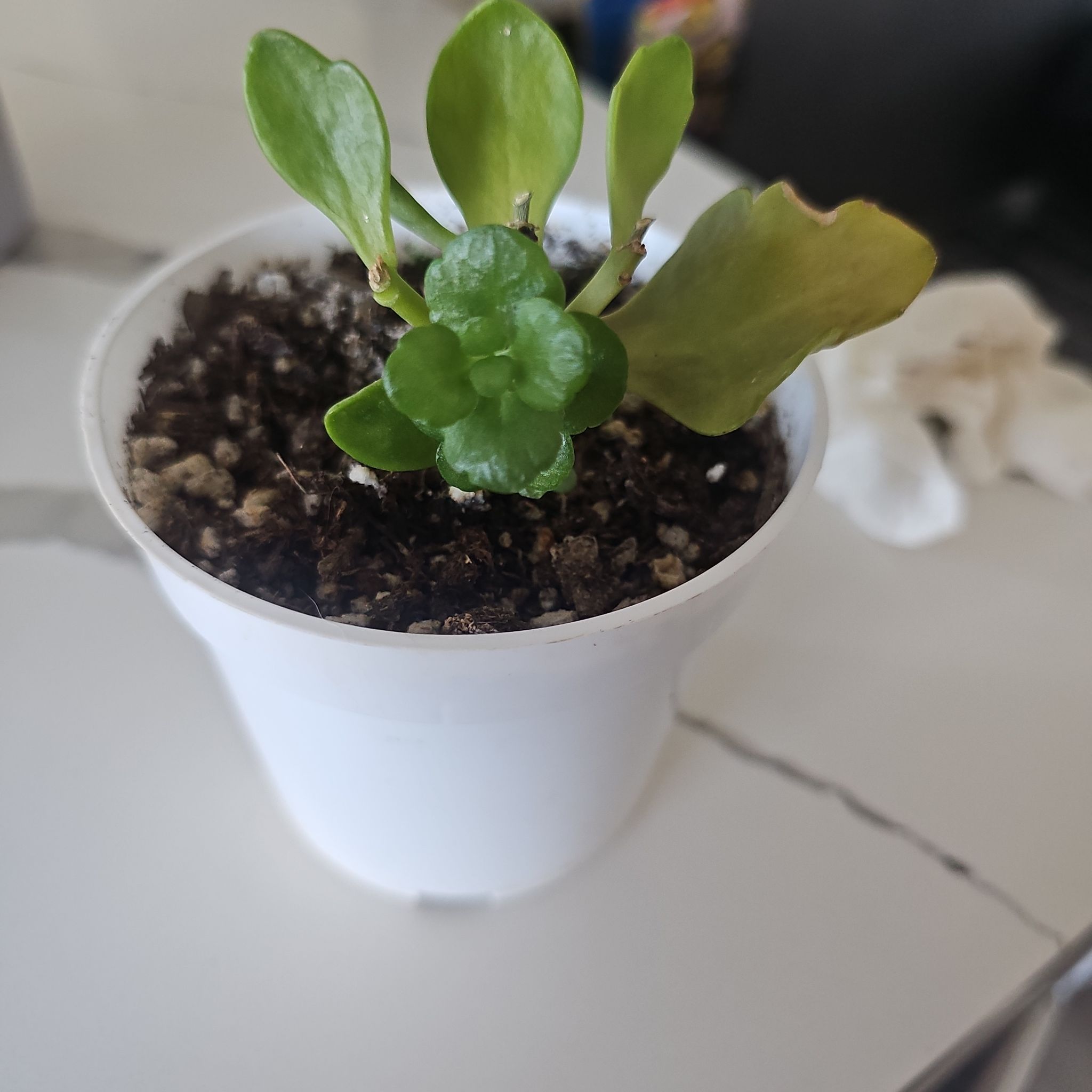 Photo of the plant species mini calandiva by @SuperNettediris named Lilo on Greg, the plant care app