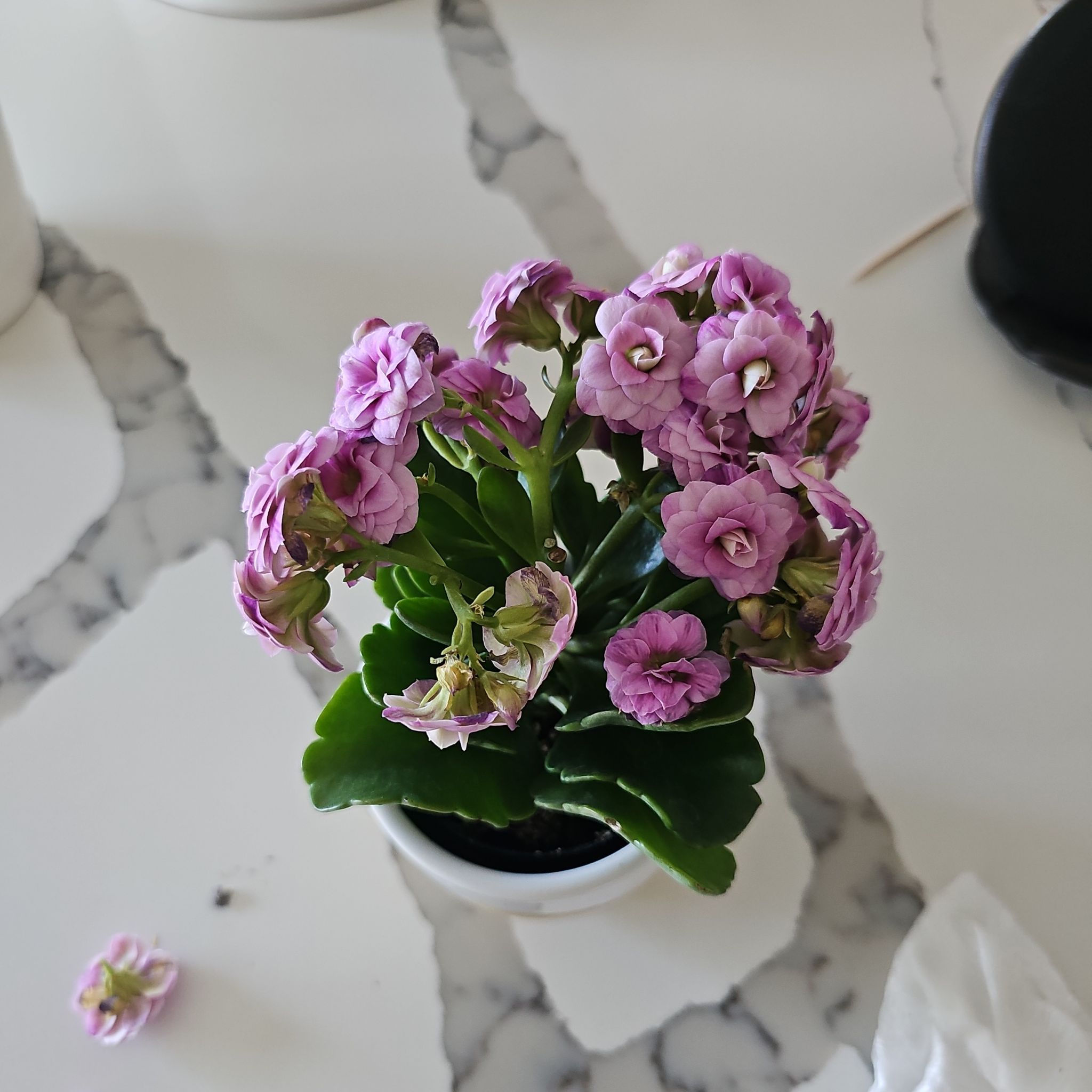 Photo of the plant species mini calandiva by @SuperNettediris named Lilo on Greg, the plant care app