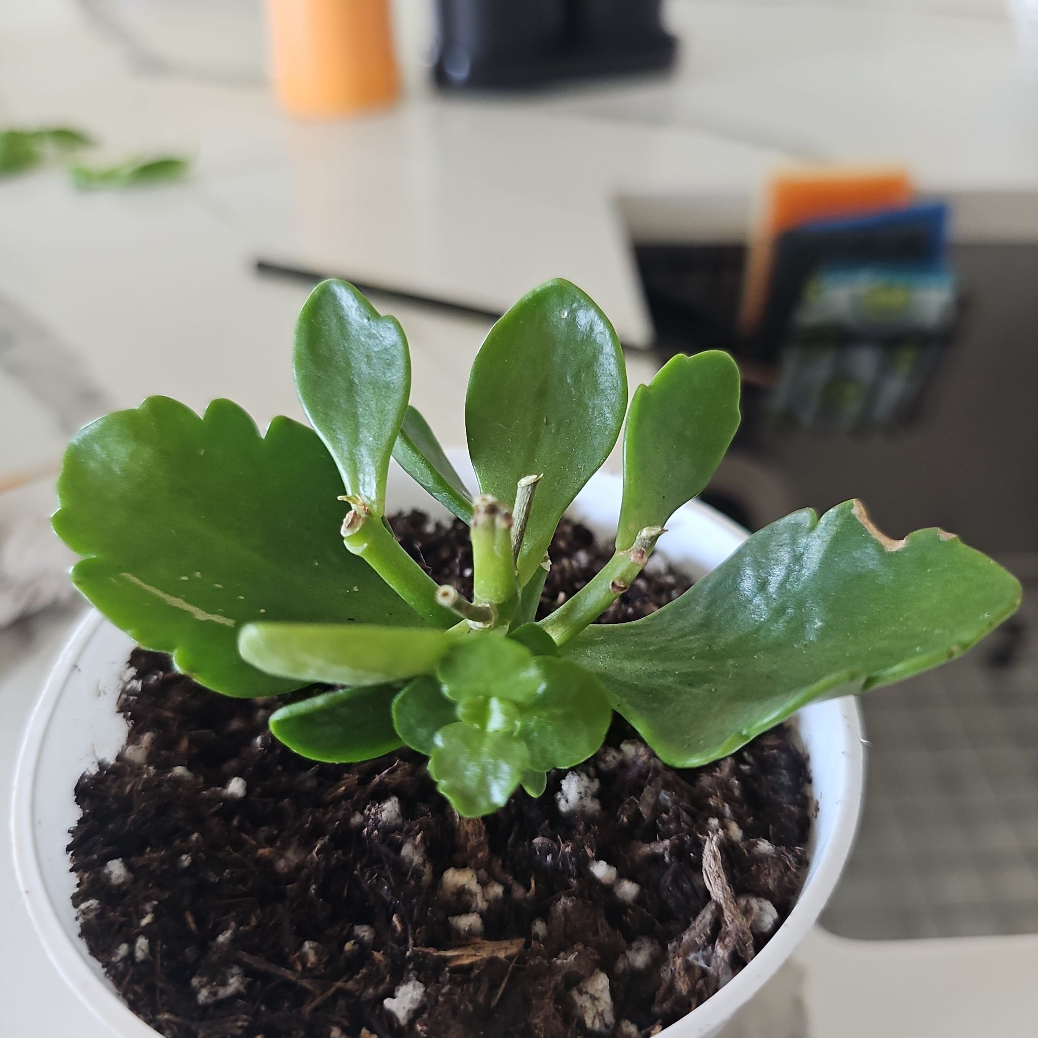 Photo of the plant species mini calandiva by @SuperNettediris named Lilo on Greg, the plant care app