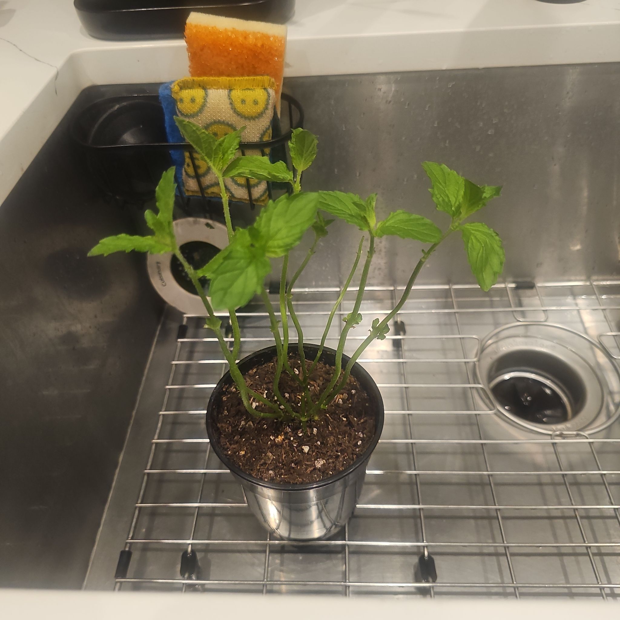 Photo of the plant species Mint by @SuperNettediris named Daphne on Greg, the plant care app