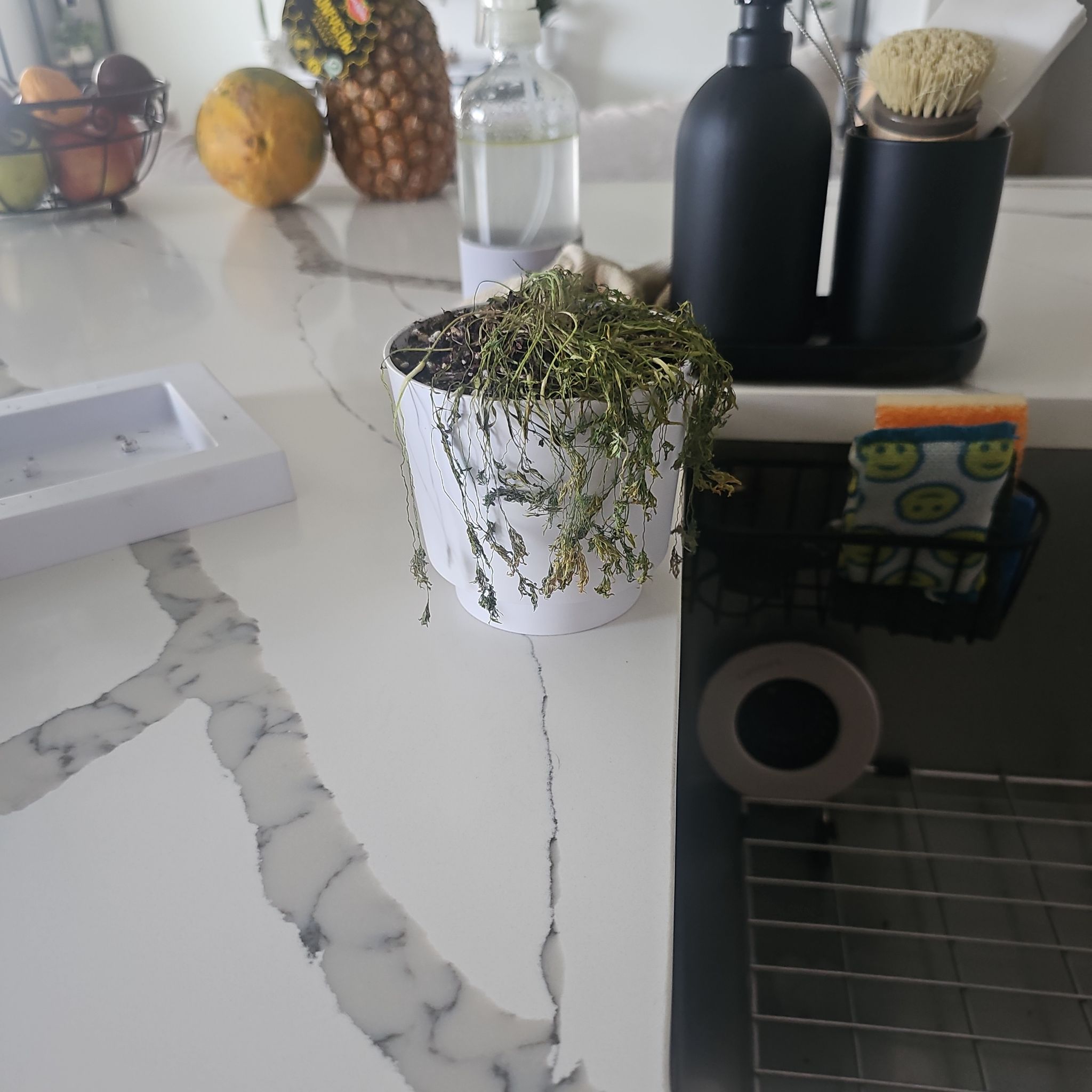 Photo of the plant species Dill by @SuperNettediris named Zeus on Greg, the plant care app