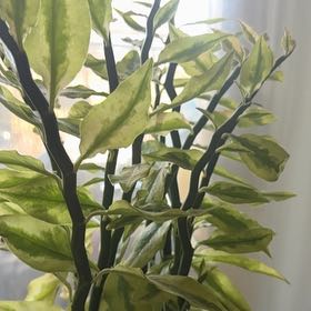 Photo of the plant species Pedilanthus tithymaloides 'Variegata' by @UpliftingKaraka named Athena on Greg, the plant care app
