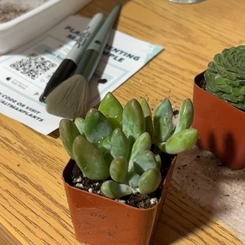 Photo of the plant species Pachyphytum 'Dr. Cornelius' by @GuruEyelashfern named Xena on Greg, the plant care app
