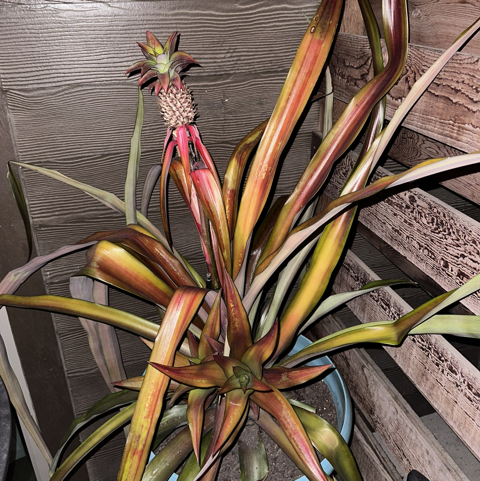 Photo of the plant species Red Pineapple by @ArtisteMullein named Madonna on Greg, the plant care app