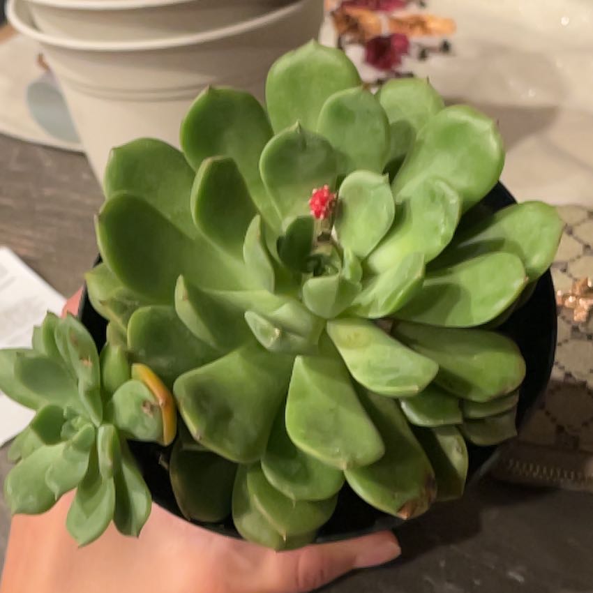 Photo of the plant species Echeveria by @PrimalSpicebush named Suki on Greg, the plant care app