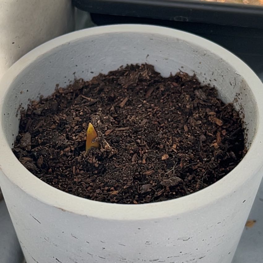Photo of the plant species White tulip by @SageLoblollybay named Dolores on Greg, the plant care app
