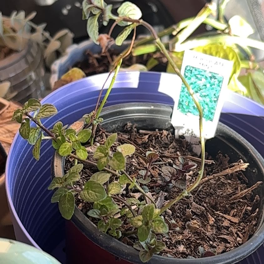 Photo of the plant species Chocolate Mint by @LegitEnglishyew named Zeus on Greg, the plant care app