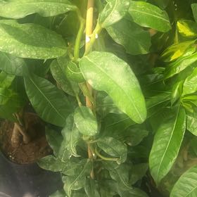 Photo of the plant species Hoya imperialis by @FraternalPuka named Keanu Leaves on Greg, the plant care app