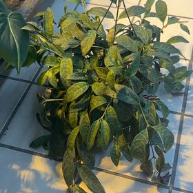 Photo of the plant species Zebra Basket Vine by @FraternalPuka named Peter Parker on Greg, the plant care app