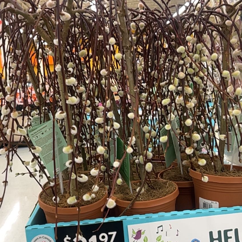 Photo of the plant species Weeping Pussy Willow by @FraternalPuka named LiloStitch on Greg, the plant care app