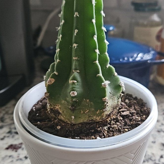 Photo of the plant species Sun Goddess Barrel Cactus by @WelefulGreen named Girlfrond on Greg, the plant care app