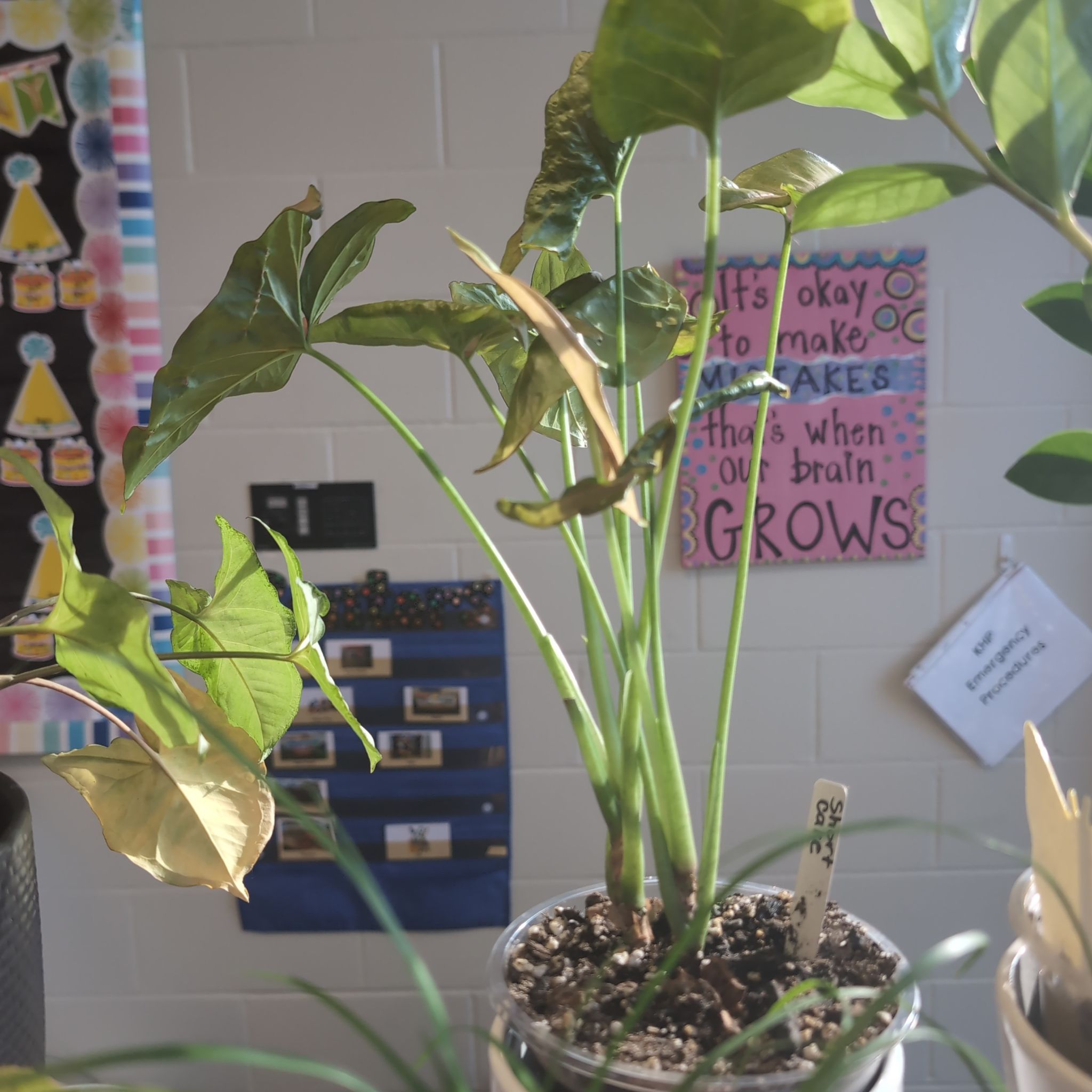 Photo of the plant species Syngonium Pink Blitz by @HPplants named School Shortcake on Greg, the plant care app