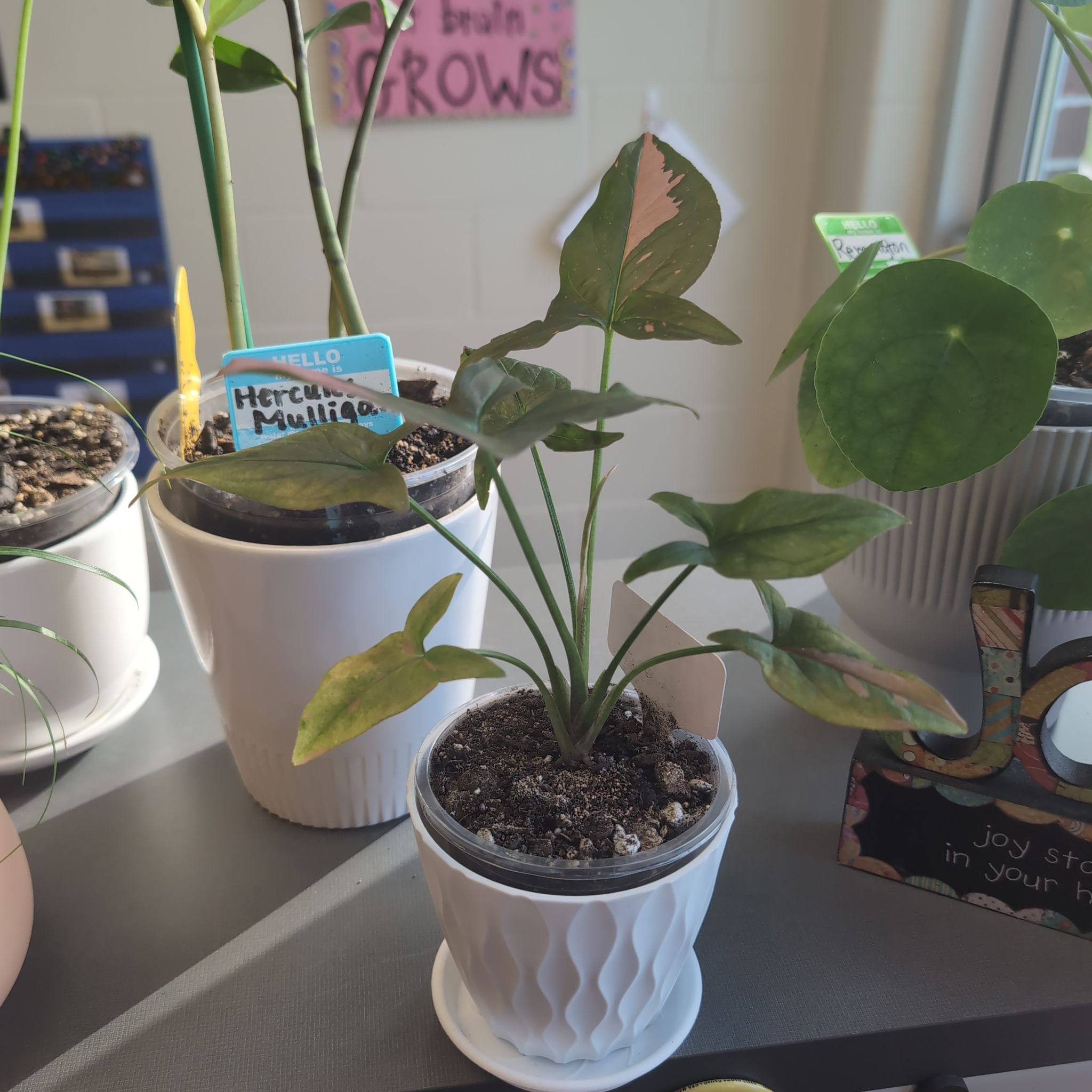 Photo of the plant species Syngonium Pink Splash Thai by @HPplants named School Jolene on Greg, the plant care app