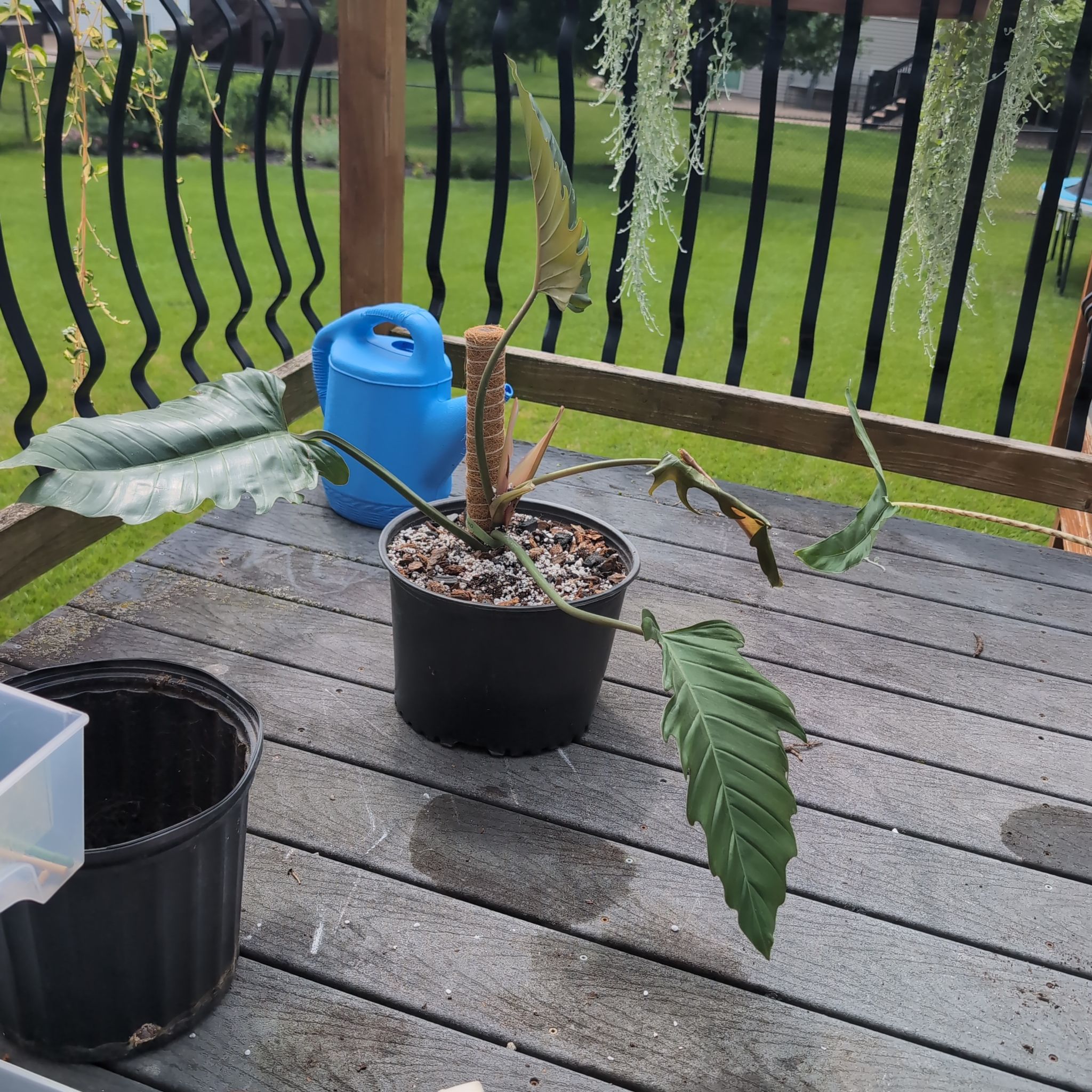 Photo of the plant species philodendron chocolate empress by @HPplants named Morgan Treeman on Greg, the plant care app