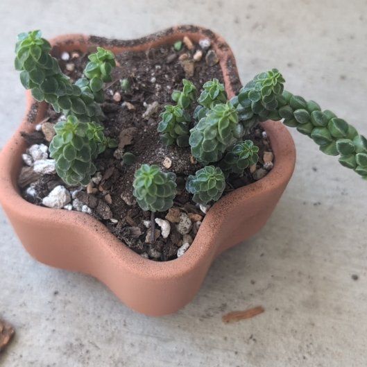 Photo of the plant species Columnar Peperomia by @HPplants named McKinley on Greg, the plant care app