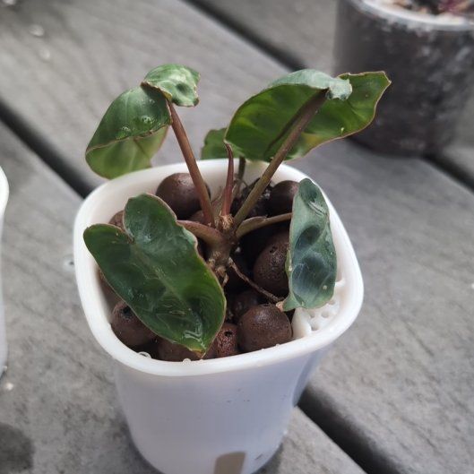 Photo of the plant species Philodendron billietiae x gloriosum by @HPplants named Demi on Greg, the plant care app