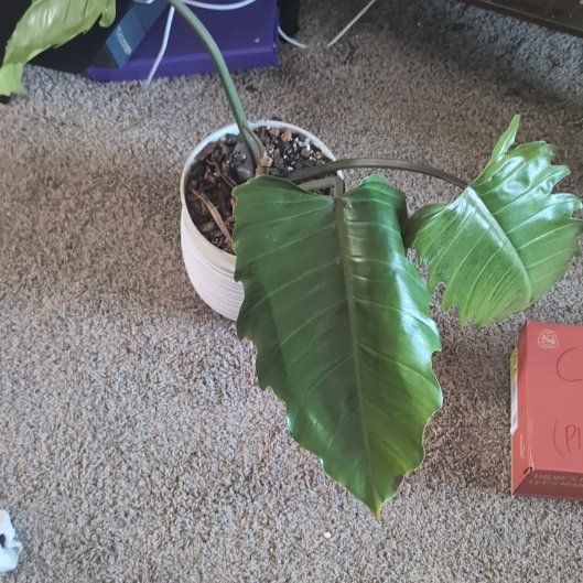 Photo of the plant species philodendron chocolate empress by @HPplants named Morgan Treeman on Greg, the plant care app