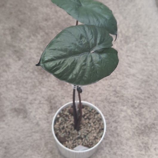 Photo of the plant species Alocasia 'Serendipity' by @HPplants named Muhammad Ali on Greg, the plant care app