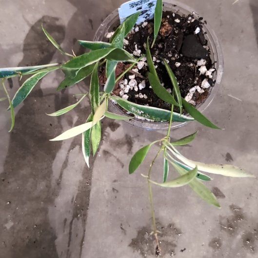 Photo of the plant species Tsangii Odetteae by @HPplants named Sandra on Greg, the plant care app