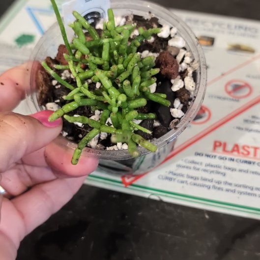 Photo of the plant species Mistletoe Cactus by @HPplants named Kenneth on Greg, the plant care app