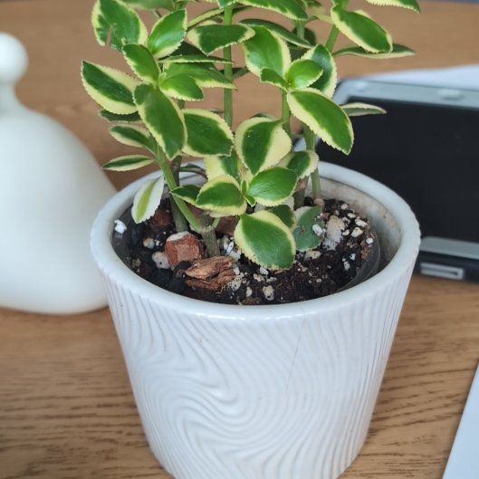 Photo of the plant species Variegated Trailing Jade Plant 'Comet' by @HPplants named School DJ Lance Rock on Greg, the plant care app