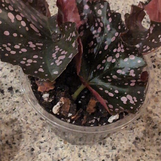 Photo of the plant species Begonia Cracklin Rosie by @HPplants named Neil Baby on Greg, the plant care app