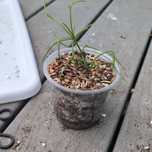 Photo of the plant species Rhipsalis baccifera by @HPplants named Skelly on Greg, the plant care app