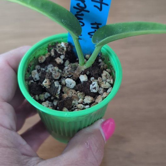 Photo of the plant species Hoya onychoides by @HPplants named Gracie Lou Freebush on Greg, the plant care app