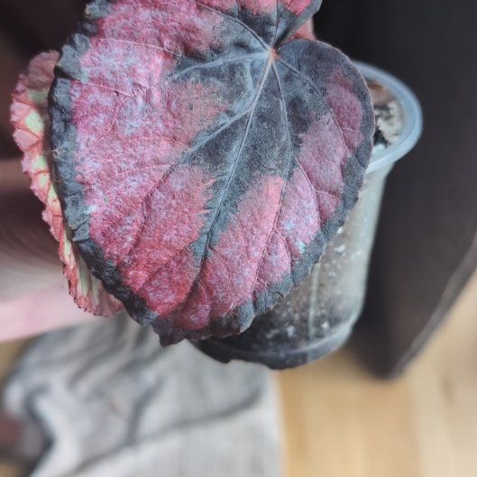 Photo of the plant species Rex Begonia Red Kiss by @HPplants named Valerie on Greg, the plant care app