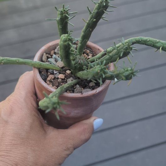 Photo of the plant species Medusa's Head by @HPplants named Demigorgon on Greg, the plant care app