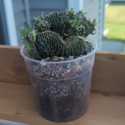 Photo of the plant species Euphorbia cristata by @HPplants named Mojo Jojo on Greg, the plant care app
