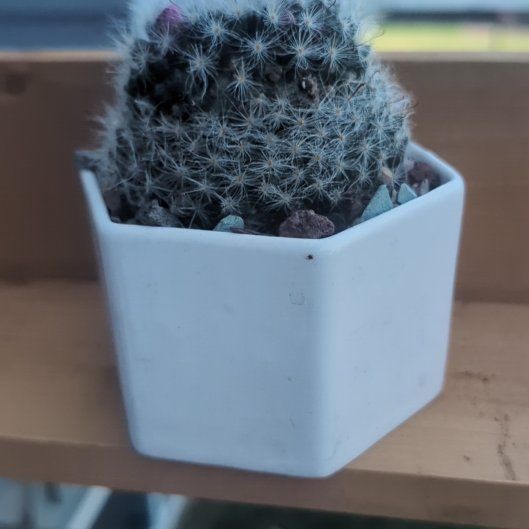 Photo of the plant species Powder Puff Cactus by @HPplants named Buttercup on Greg, the plant care app