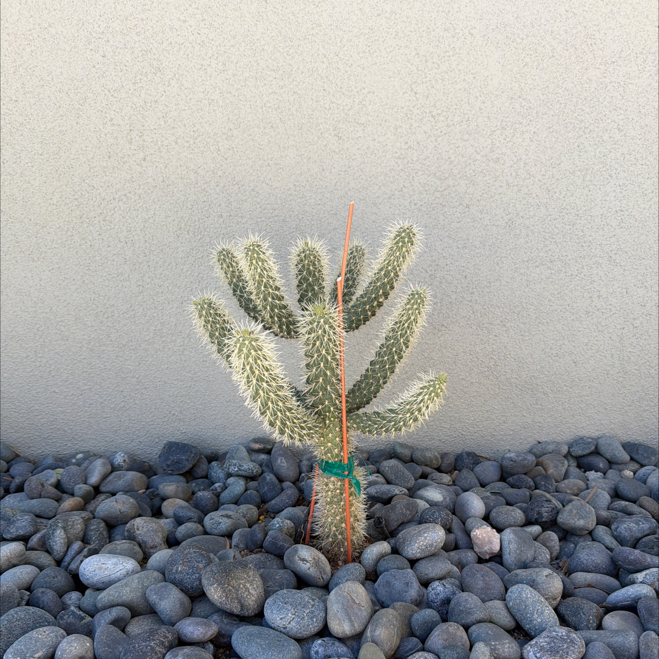 Photo of the plant species teddy bear cholla by @StableMayapple named Gomez on Greg, the plant care app