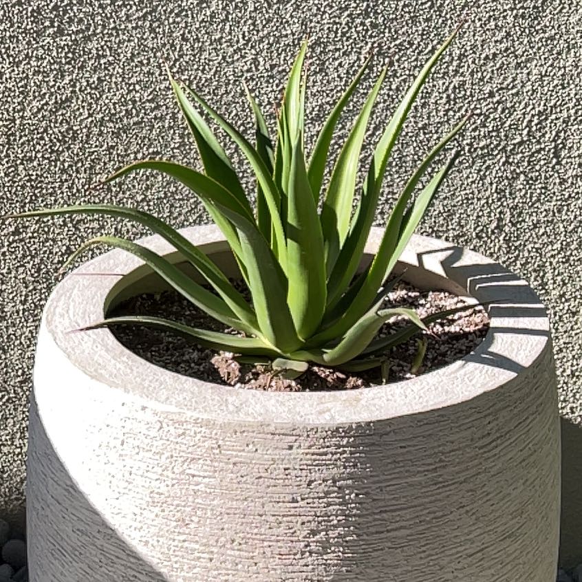 Photo of the plant species Mateo's Agave by @StableMayapple named Duke on Greg, the plant care app