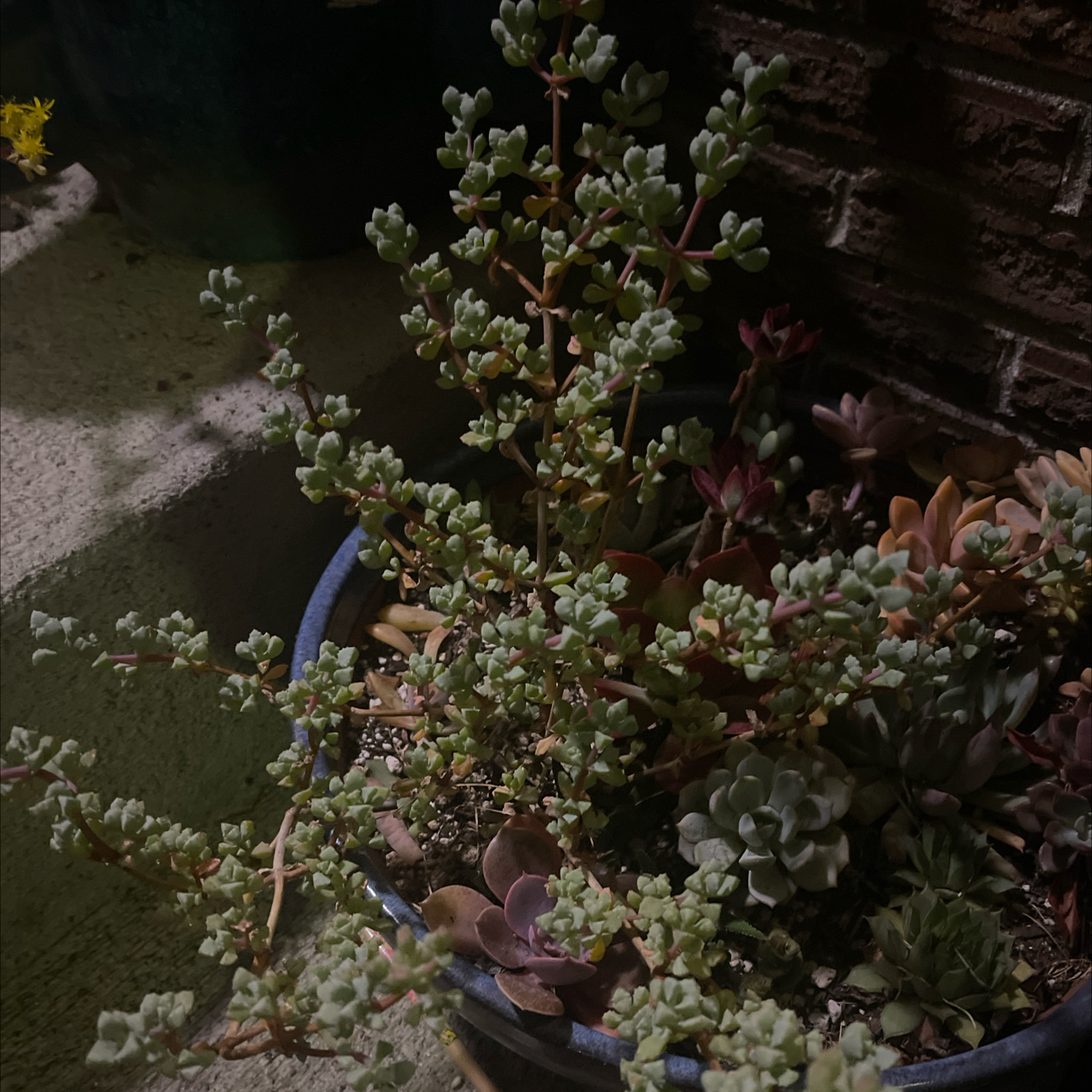 Photo of the plant species pink ice plant by @shyneonme named Kesha on Greg, the plant care app