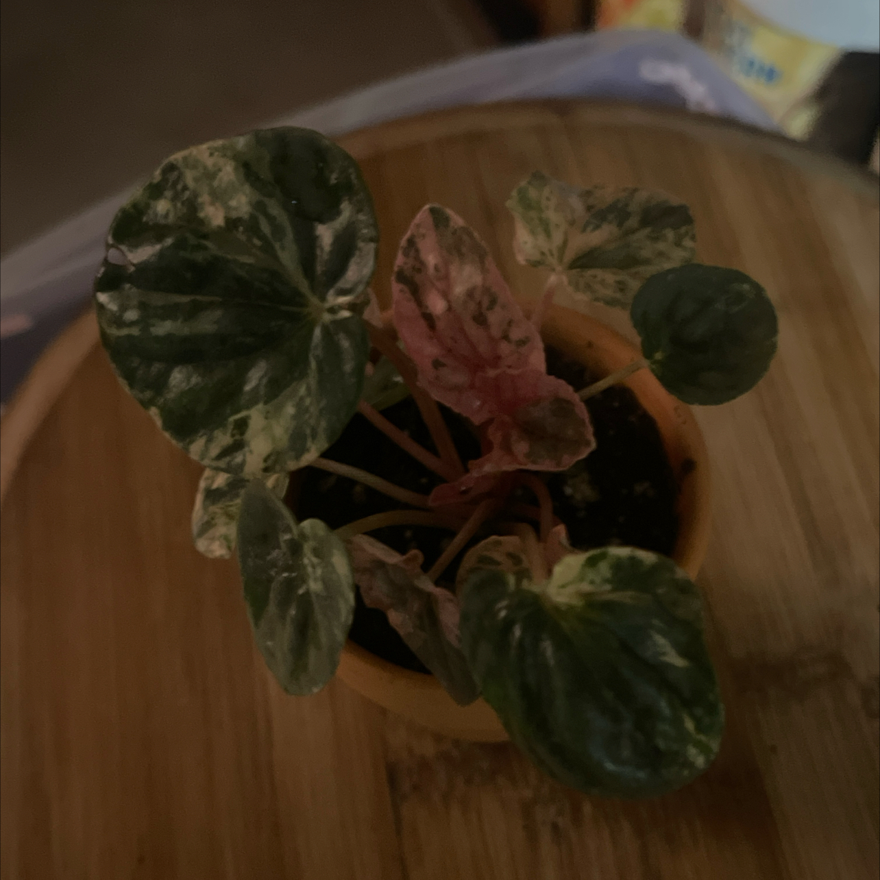 Photo of the plant species Peperomia Pink Lady by @shyneonme named Doja Cat on Greg, the plant care app