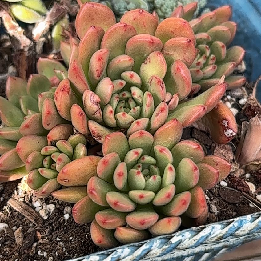 Photo of the plant species Pink Ruby Sedevaria by @shyneonme named Sage on Greg, the plant care app