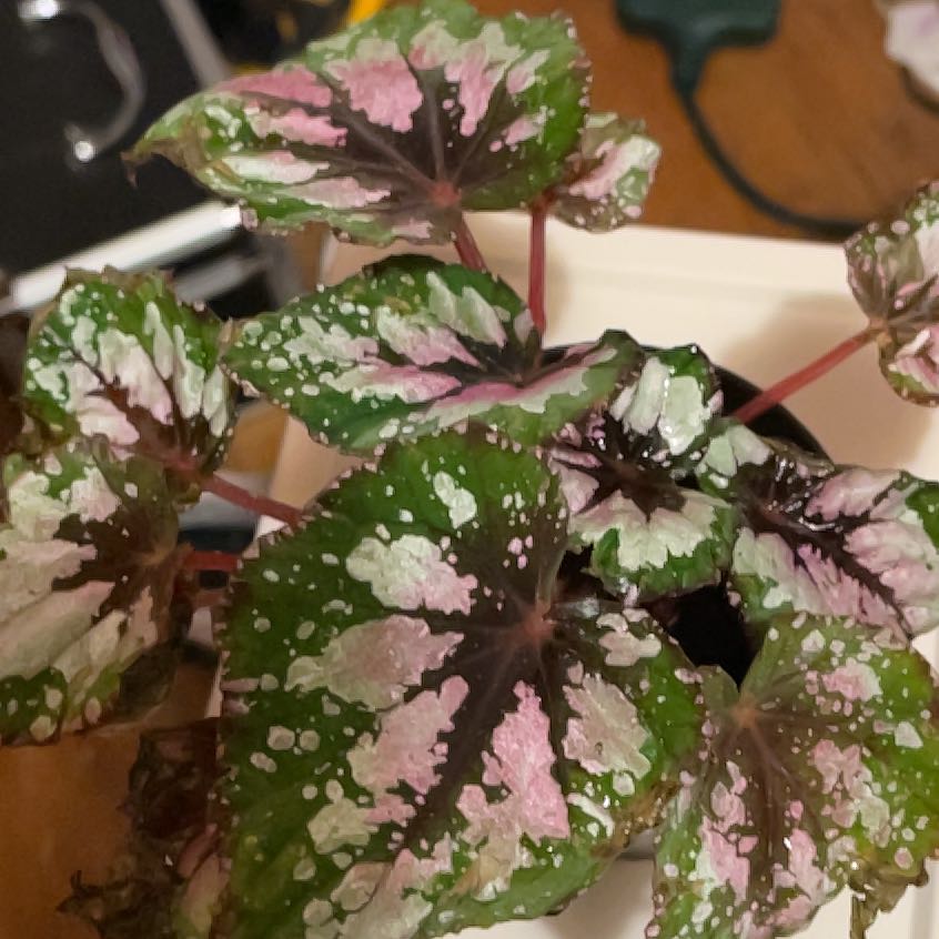 Photo of the plant species Sweetness Tradescantia by @shyneonme named Madonna on Greg, the plant care app