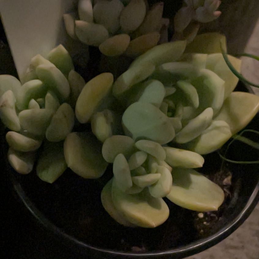 Photo of the plant species Graptoveria 'A Grim One' by @shyneonme named Pax on Greg, the plant care app