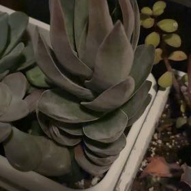 Photo of the plant species Crassula 'Garnet Lotus' by @shyneonme named Taylor Swift on Greg, the plant care app