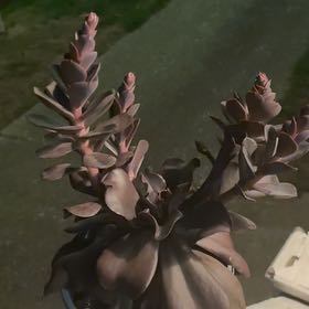 Photo of the plant species Echeveria 'Hortencia' by @shyneonme named Miley on Greg, the plant care app