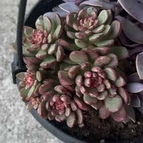 Photo of the plant species Pink Ruby Succulent by @shyneonme named Orlando Bloom on Greg, the plant care app