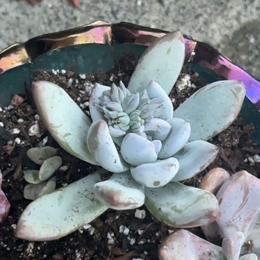 Photo of the plant species Pachyveria 'Powder Puff' by @shyneonme named Delilah on Greg, the plant care app