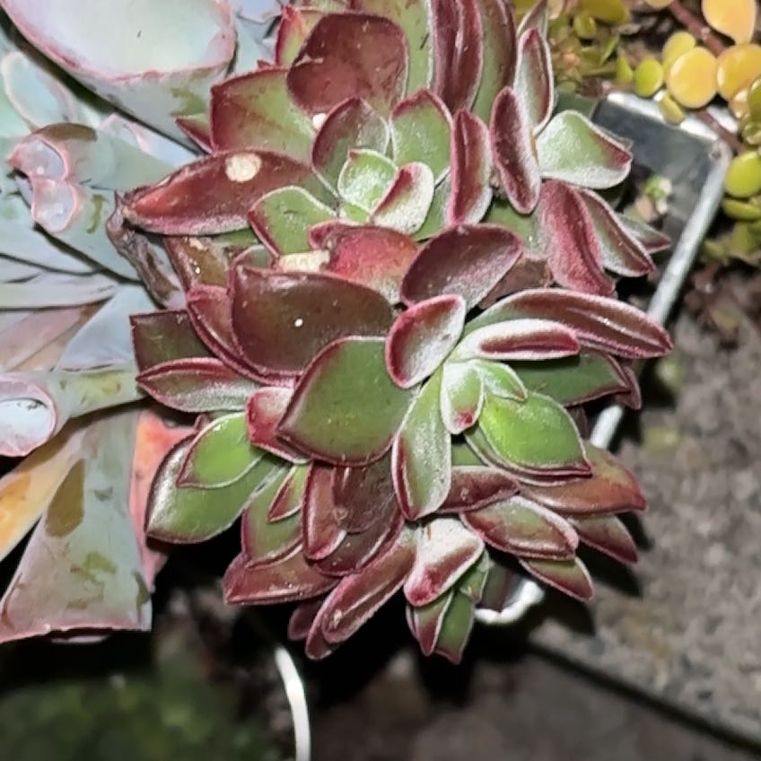 Photo of the plant species Echeveria Red Devotion by @shyneonme named Harmony on Greg, the plant care app